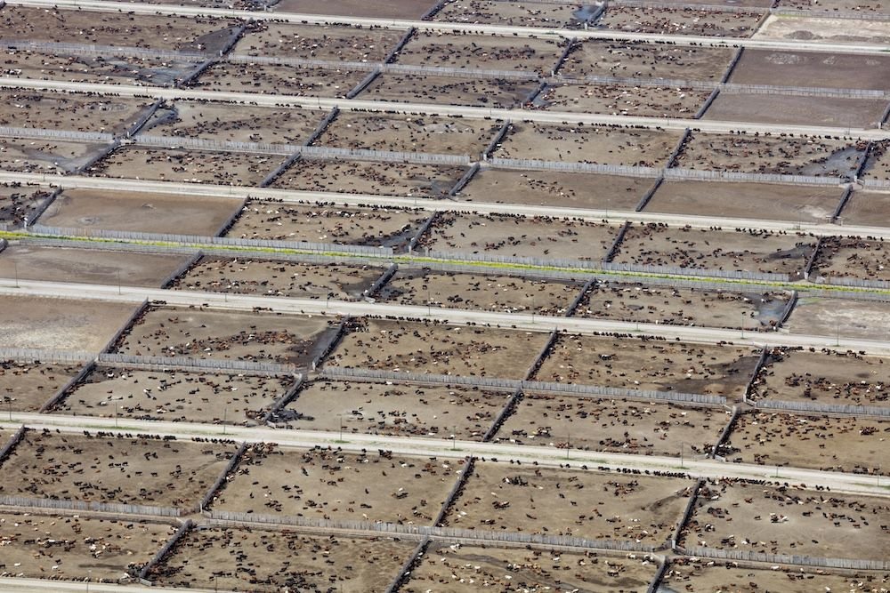 Estudio internacional revela el impacto de la ganadería industrial en las metas climáticas